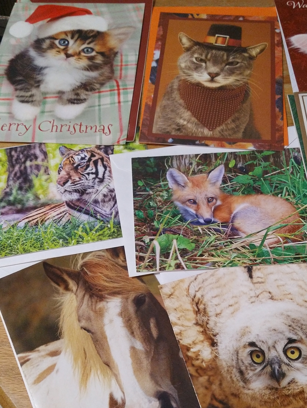 Animal Greeting Cards Assortment - Cats Dogs Birds Other